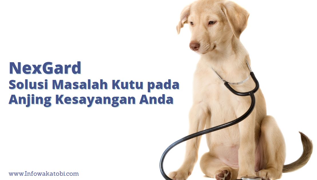 NexGard, Solusi Masalah Kutu pada Anjing Kesayangan Anda