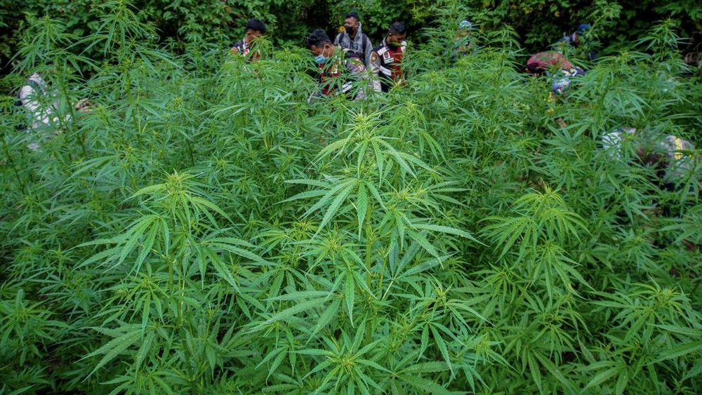 Ladang Ganja Raksasa di Aceh Dibumihanguskan!