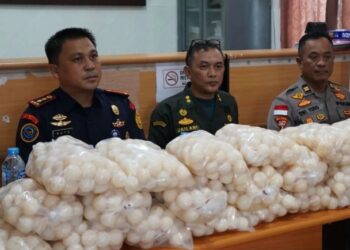Penyelundupan 5.400 Telur Penyu Digagalkan di Sambas, KKP Telusuri Jaringan Perdagangan