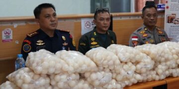 Penyelundupan 5.400 Telur Penyu Digagalkan di Sambas, KKP Telusuri Jaringan Perdagangan